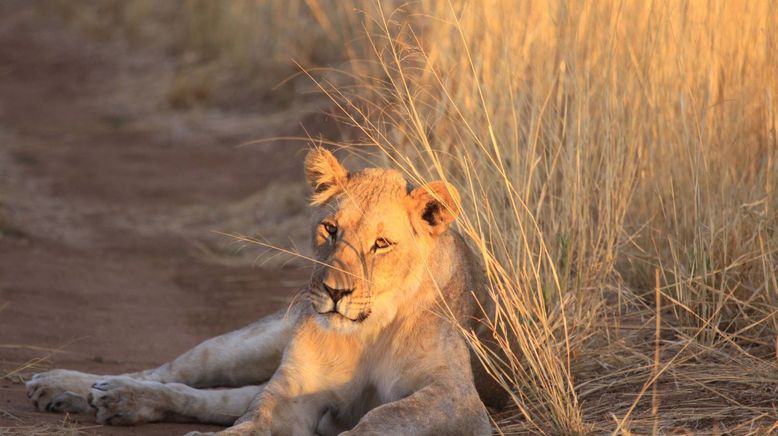 Deadly 60 - Die gefährlichsten Tiere der Welt