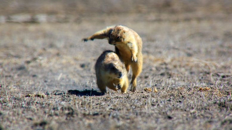 Präriehunde - Wild ist der Westen