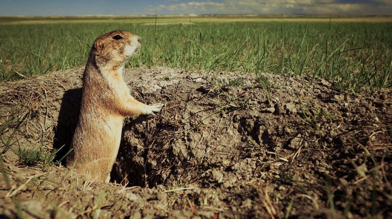 Präriehunde - Wild ist der Westen