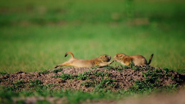 Präriehunde - Wild ist der Westen