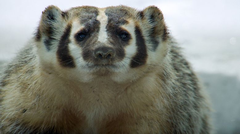 Präriehunde - Wild ist der Westen