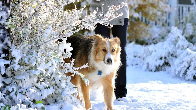 Darling Companion - Ein Hund fürs Leben