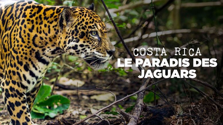 Costa Rica - Das Jaguar-Paradies