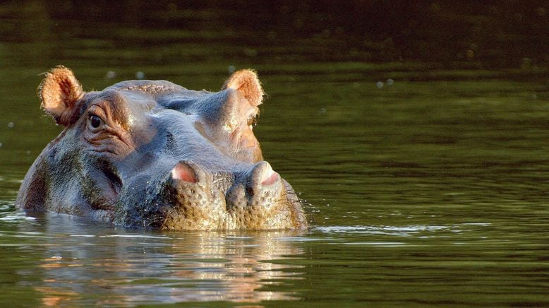 Serengeti - Wilde Geschichten aus der Savanne