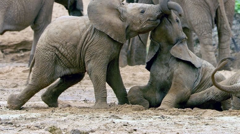 Serengeti - Wilde Geschichten aus der Savanne