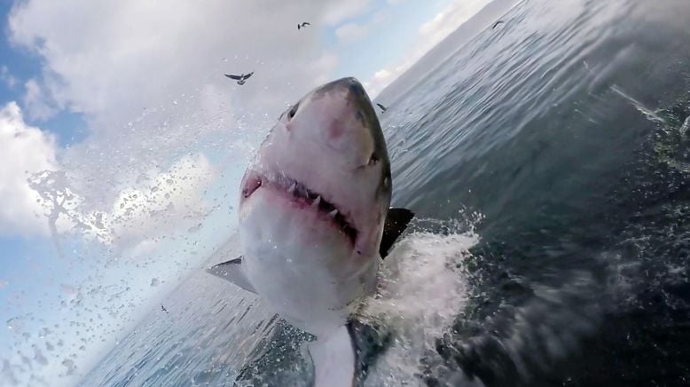 Shark Terror - Angriff des Weißen Hais