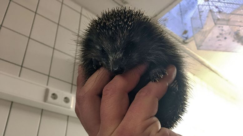 Wie Tiere durch den Winter kommen