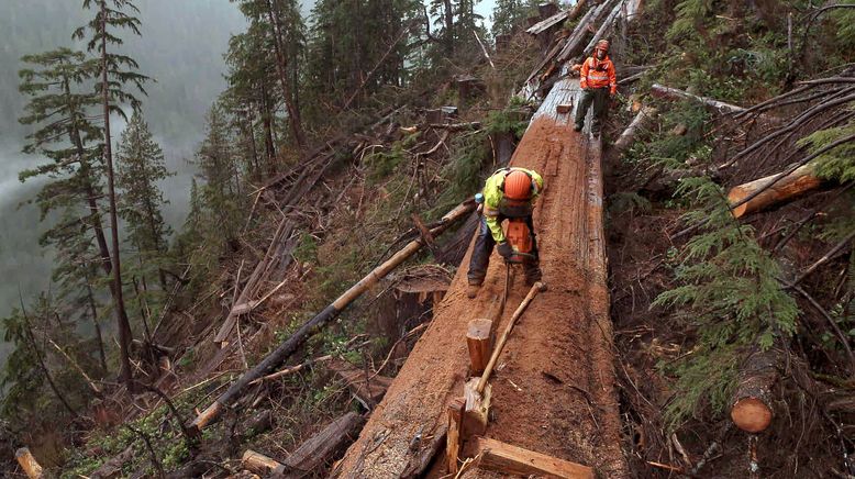 Timber Titans - Kanadas härteste Holzfäller