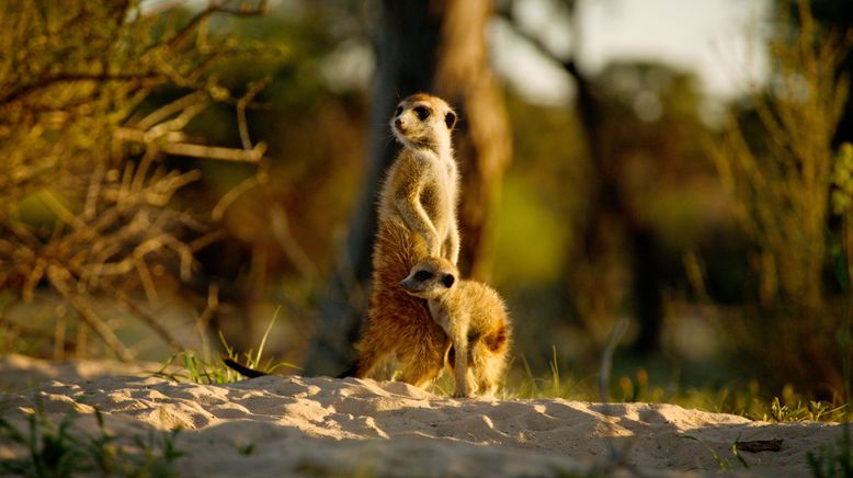 Kalahari: Land der geheimen Allianzen