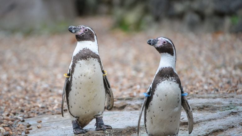 Zoo und so - Tierisch wild!