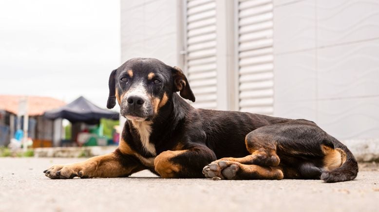 Straßenhund sucht Zuhause - André Vogt hilft