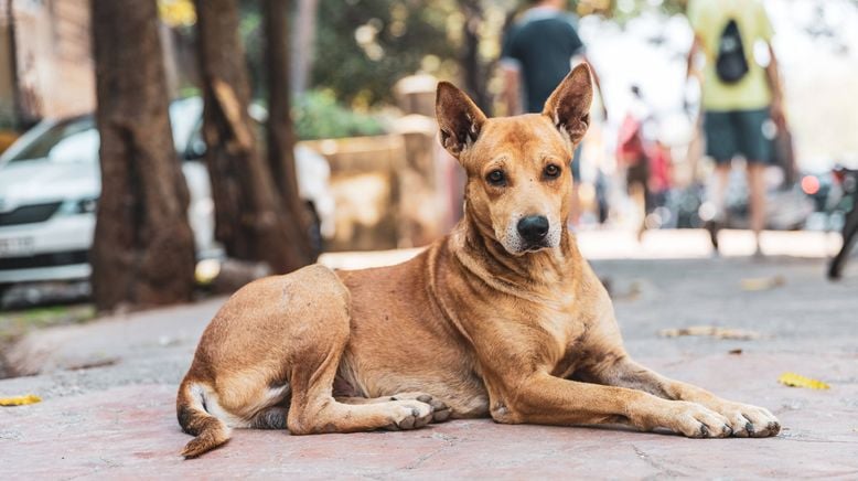 Straßenhund sucht Zuhause - André Vogt hilft