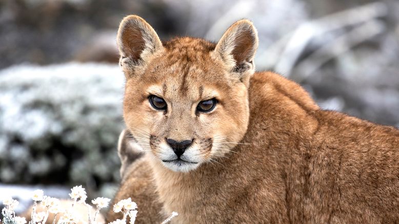 Geisterkatzen - In den Bergen der Pumas