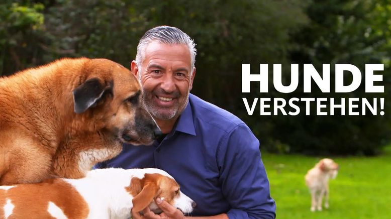 Hunde verstehen!