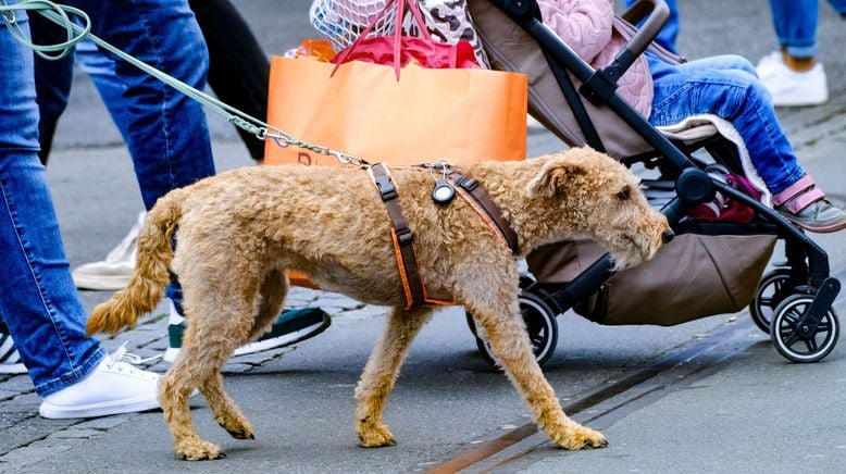 hundkatzemaus - Das Haustiermagazin