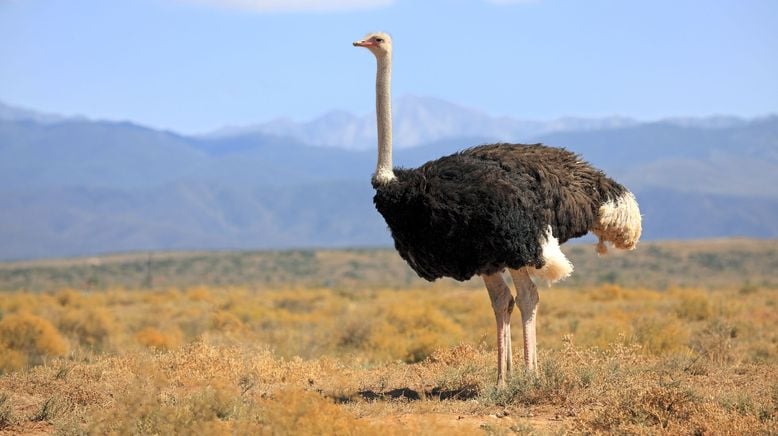 Erfolgreich ohne abzuheben? - Wenn Vögel zu Fuß gehen