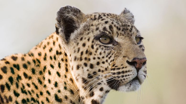 Unglaubliche Jagdtaktiken wilder Katzen