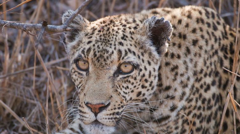 Unglaubliche Jagdtaktiken wilder Katzen