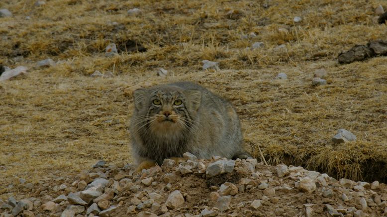 Unglaubliche Jagdtaktiken wilder Katzen