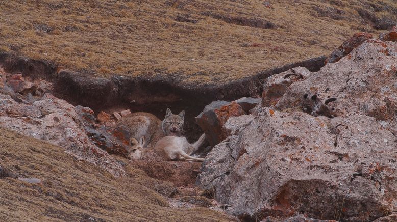 Unglaubliche Jagdtaktiken wilder Katzen