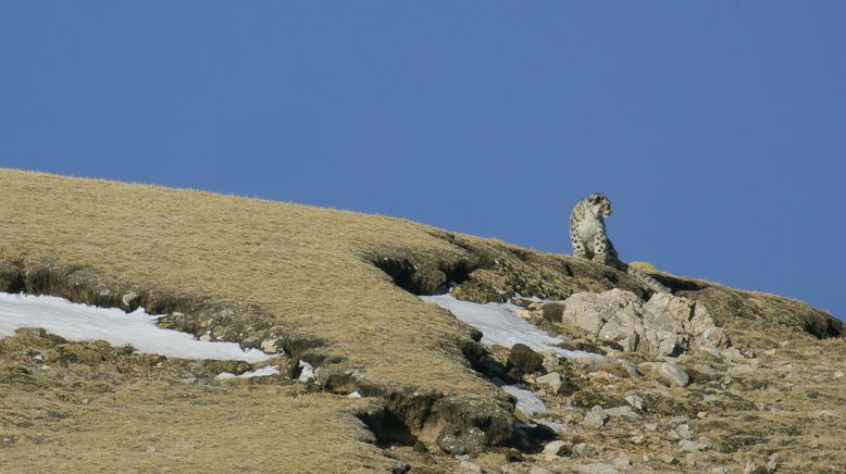 Unglaubliche Jagdtaktiken wilder Katzen