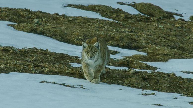 Unglaubliche Jagdtaktiken wilder Katzen