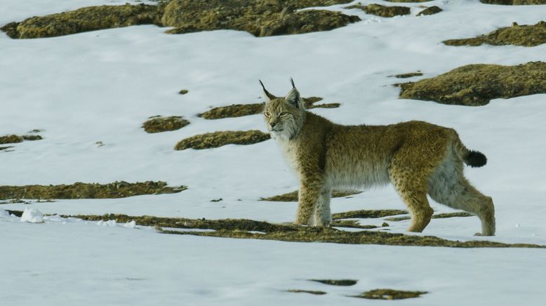 Unglaubliche Jagdtaktiken wilder Katzen