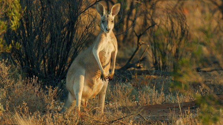 Wildes Australien, wie alles zusammenhängt