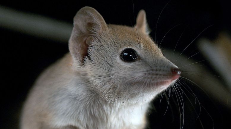 Wildes Australien, wie alles zusammenhängt