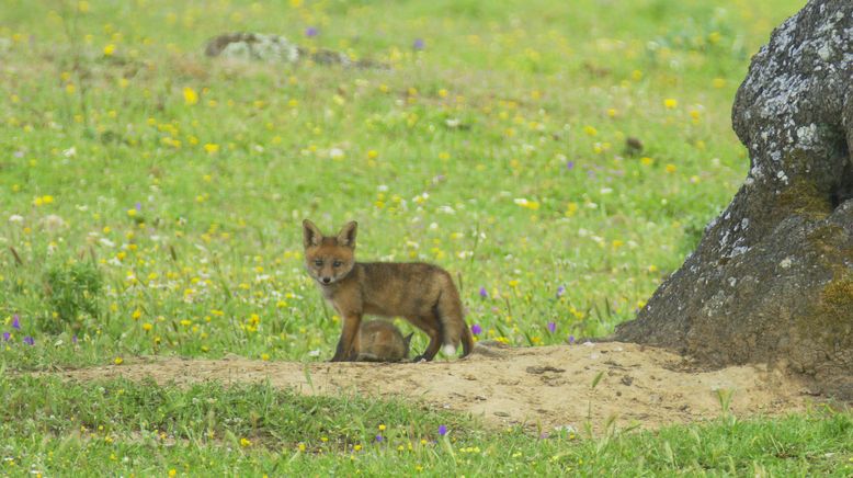 Portugal - wild und ungezähmt