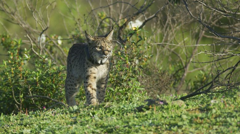 Portugal - wild und ungezähmt