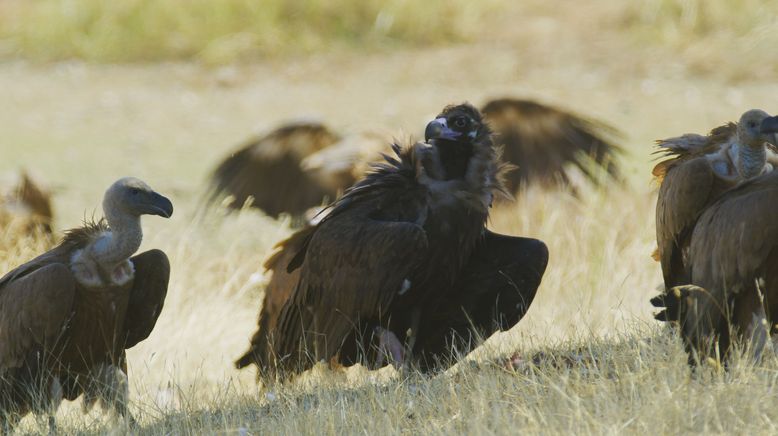 Portugal - wild und ungezähmt