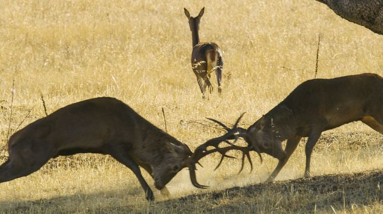 Portugal - wild und ungezähmt