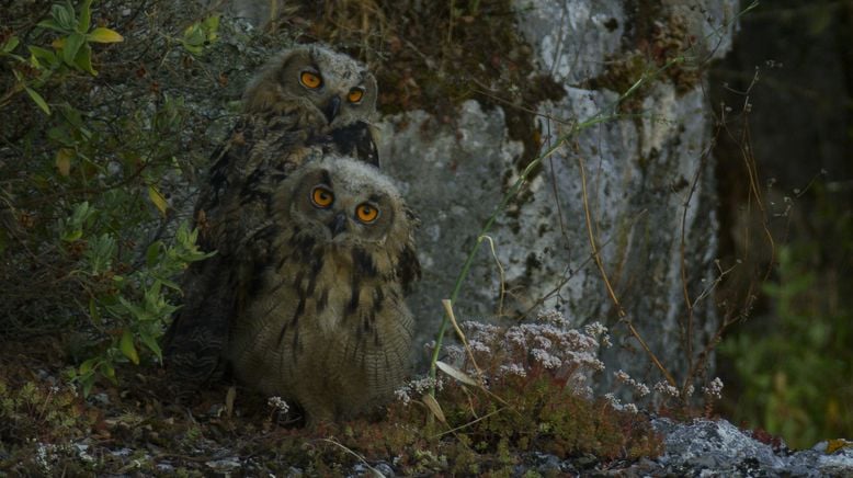 Portugal - wild und ungezähmt