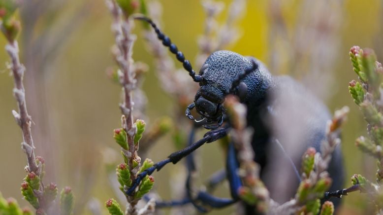 Portugal - wild und ungezähmt