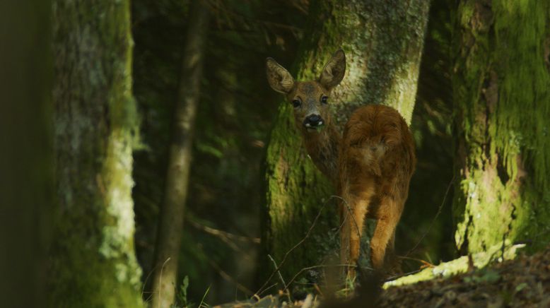 Portugal - wild und ungezähmt