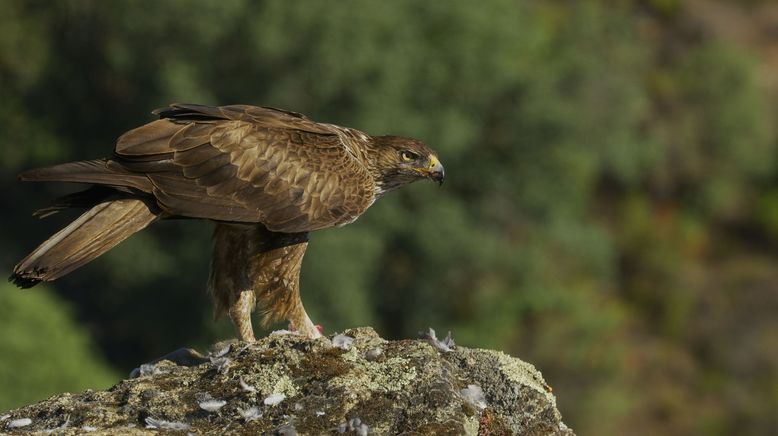 Portugal - wild und ungezähmt