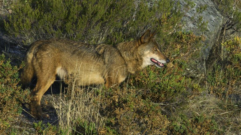 Portugal - wild und ungezähmt