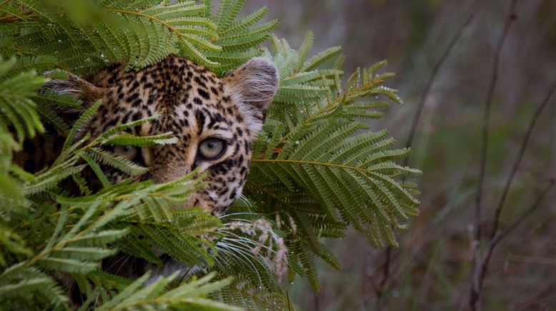 Game of Leopard Thrones - Die Königin der Leoparden