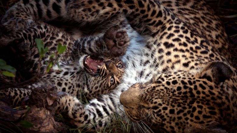 Game of Leopard Thrones - Die Königin der Leoparden