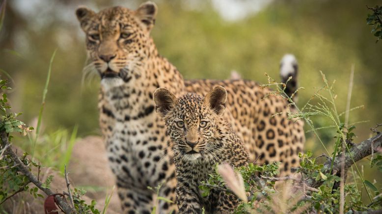 Game of Leopard Thrones - Die Königin der Leoparden