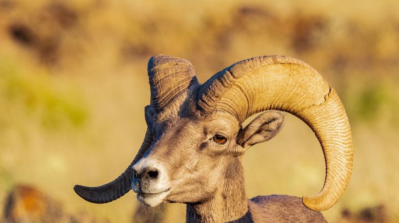 Big Bend - Amerikas wildeste Grenze