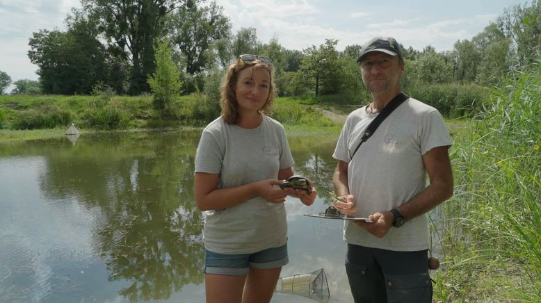 Sumpfschildkröte oder Kartoffel? Der Kampf um Feuchtgebiete