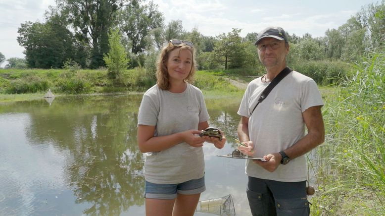 Sumpfschildkröte oder Kartoffel? Der Kampf um Feuchtgebiete