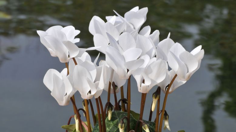 Schnittgut. Alles aus dem Garten