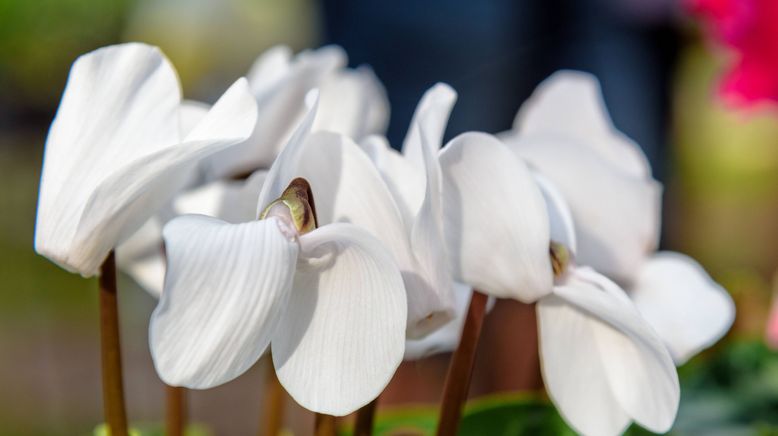 Schnittgut. Alles aus dem Garten