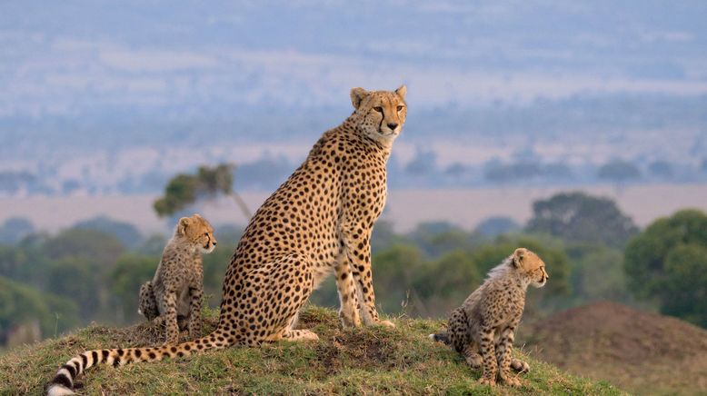 Die Großkatzen der Masai Mara