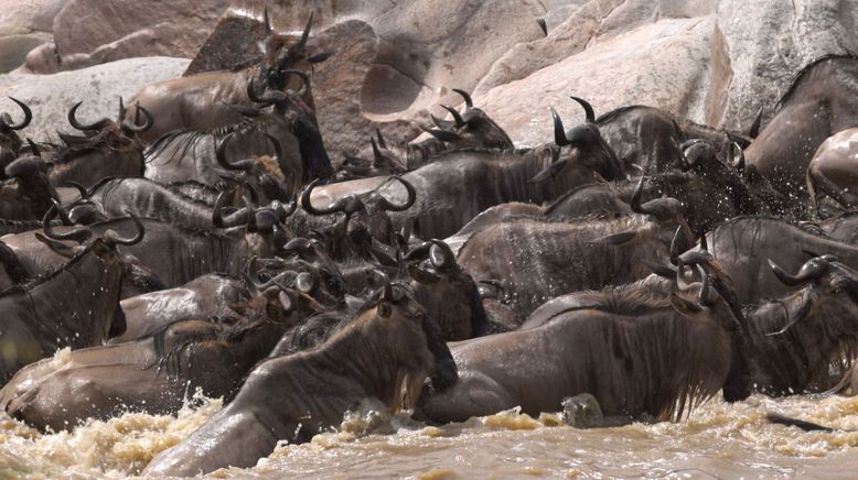 Die Großkatzen der Masai Mara