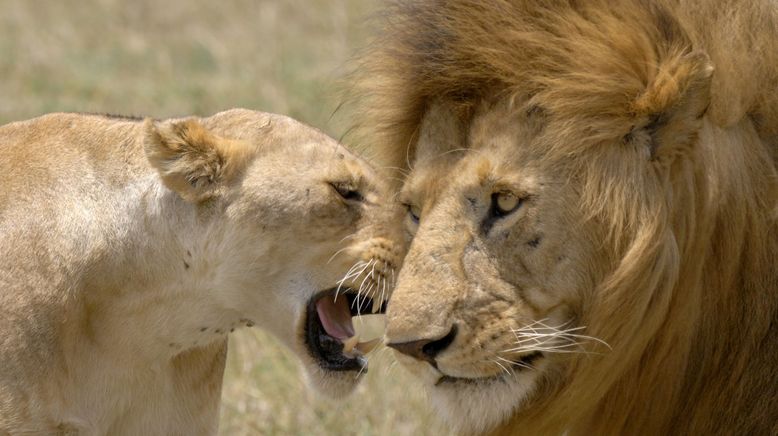 Die Großkatzen der Masai Mara