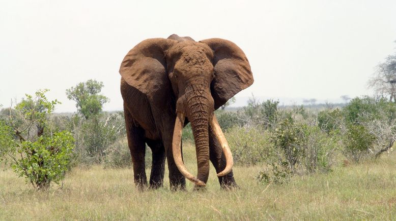 Afrika: Kontinent der Vielfalt